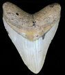 Large, Megalodon Tooth - North Carolina #59031-1